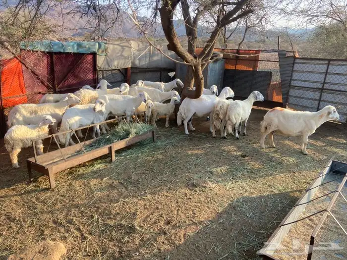 ضان للبيع 1
