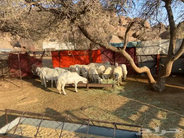ضان للبيع 0