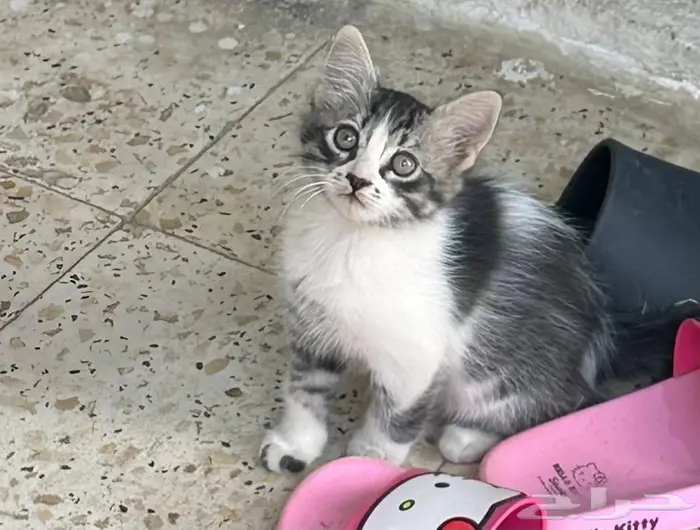 قطط تبني الطايف 0