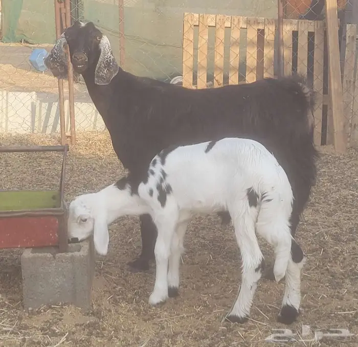 عنز للبيع رايم خاروف 2