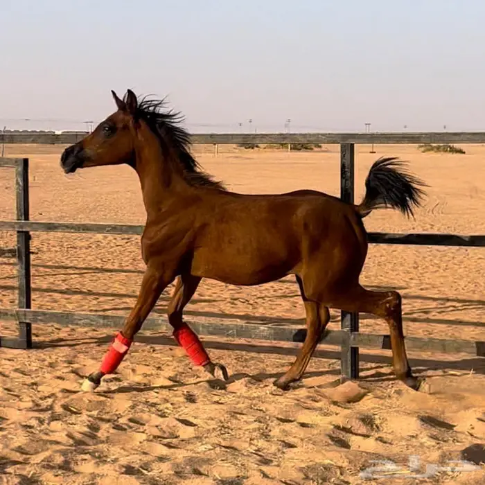 مهره واهو مكس جمال 0