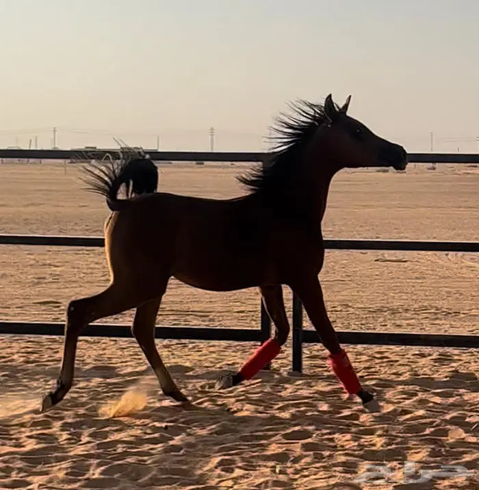 مهره واهو مكس جمال 1