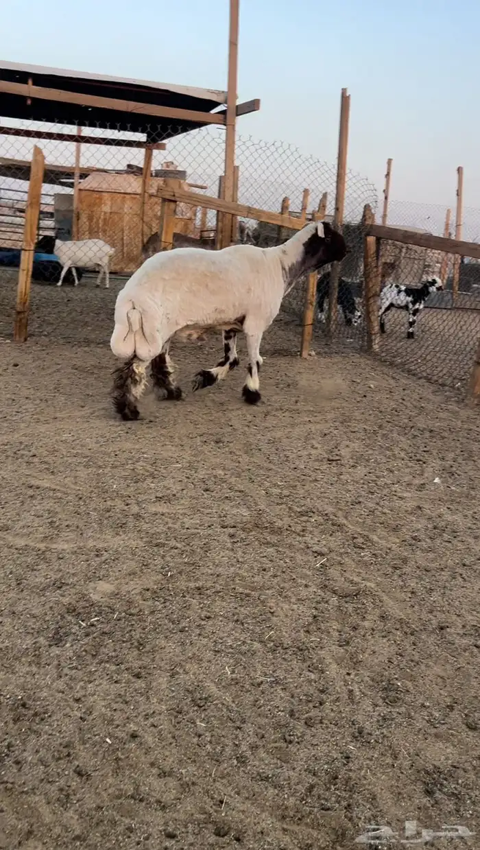 فحل نعيمي 1