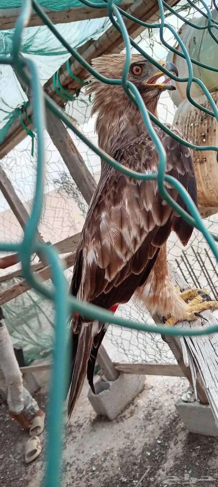 طير عقاب للبيع 2