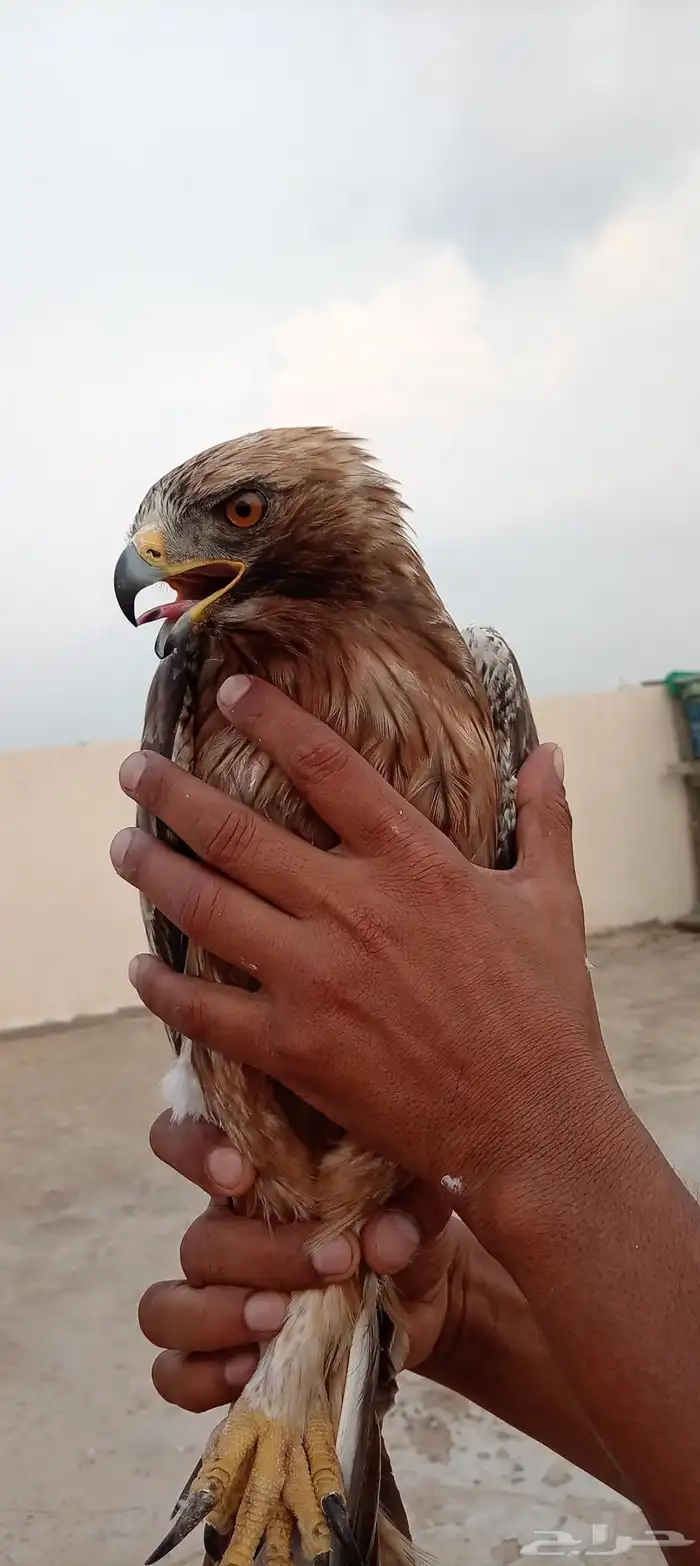 طير عقاب للبيع 1