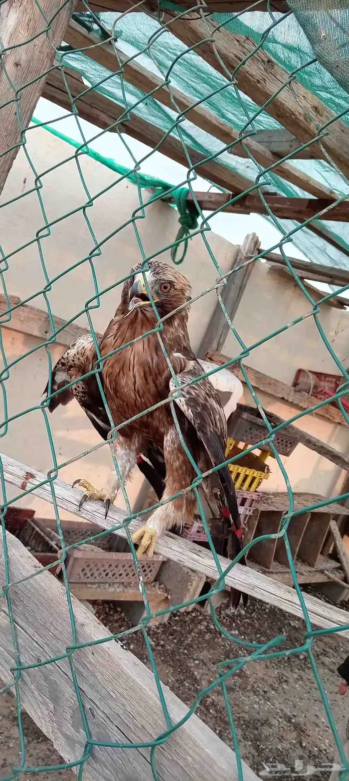 طير عقاب للبيع 0