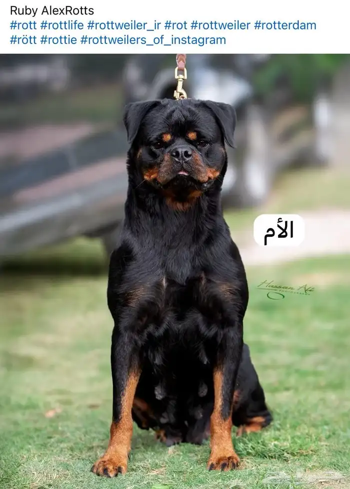 كلب روت ويلر 5