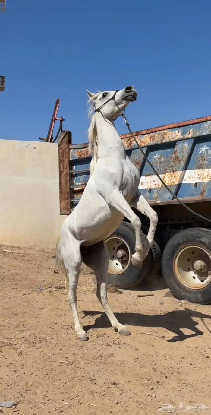 فرس شعبيه كفوو العمر 6 سنوات وسبع شهور 0