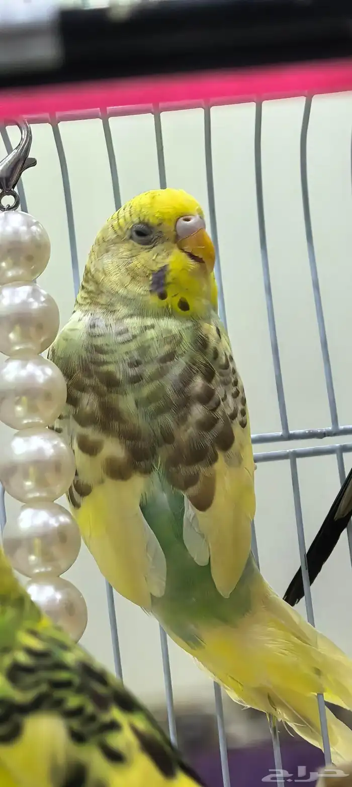 طيور الحب بادجي 4