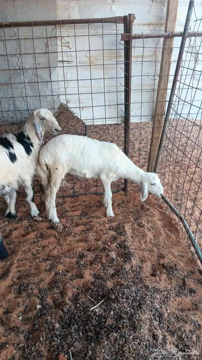 للبيع طلي نجدي ورخل حريه 0