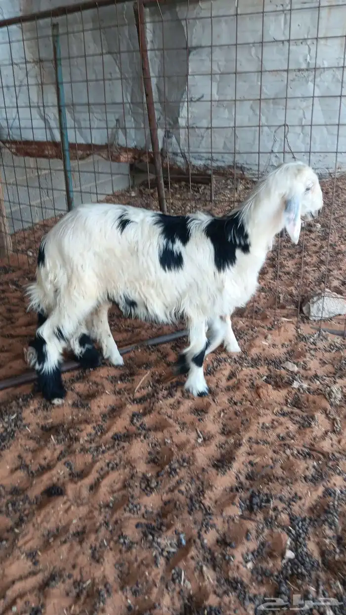 للبيع طلي نجدي ورخل حريه 1
