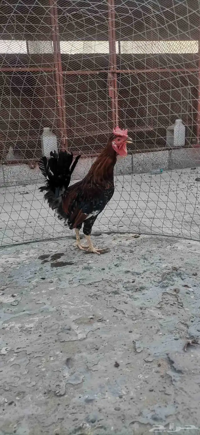 ديك عربي تراث 1