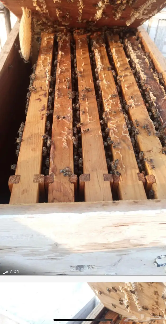 نحل للبيع جاهز للسدره 3