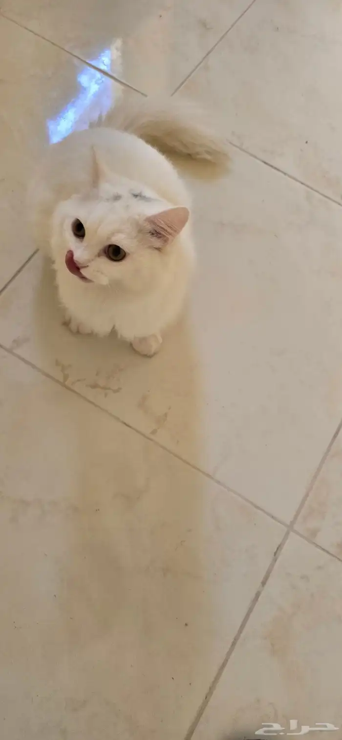 قط للتبني يحب اللعب 0