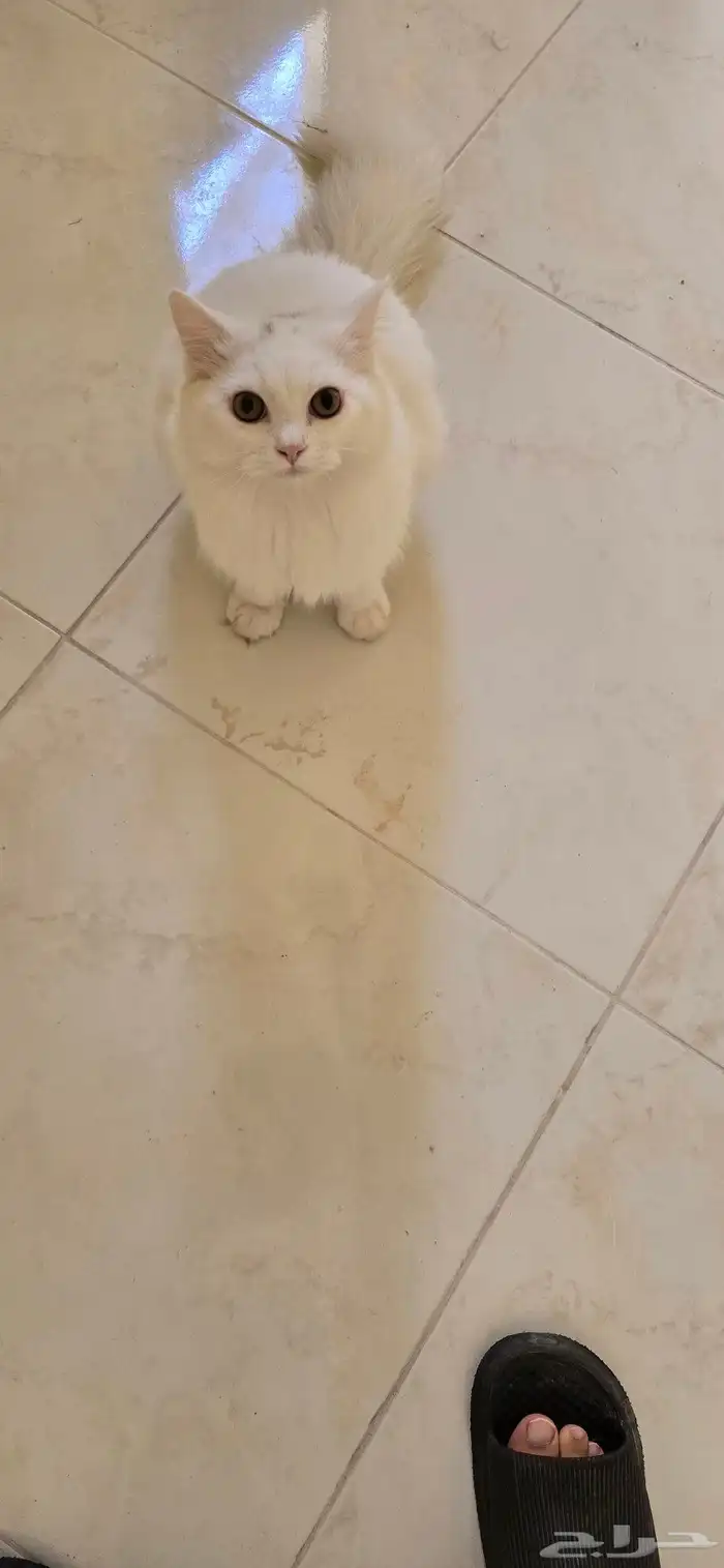 قط للتبني يحب اللعب 2