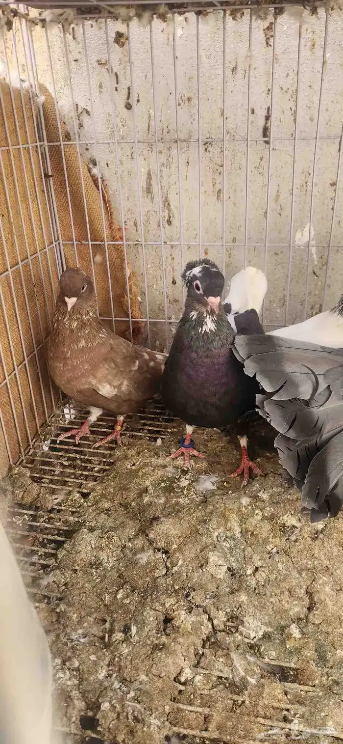 جوز حمام قطيفي ولايف وفيه كم حبه باكستاني 1