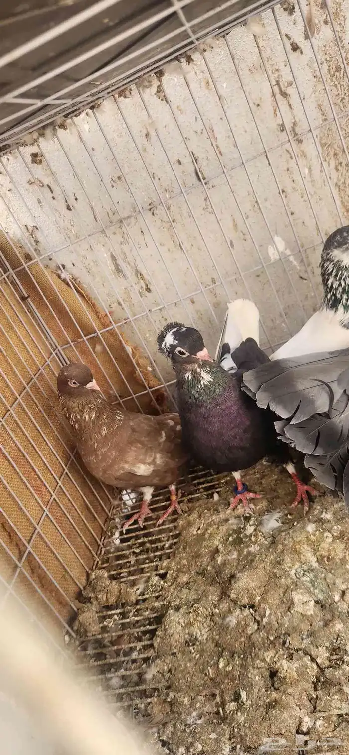 جوز حمام قطيفي ولايف وفيه كم حبه باكستاني 0