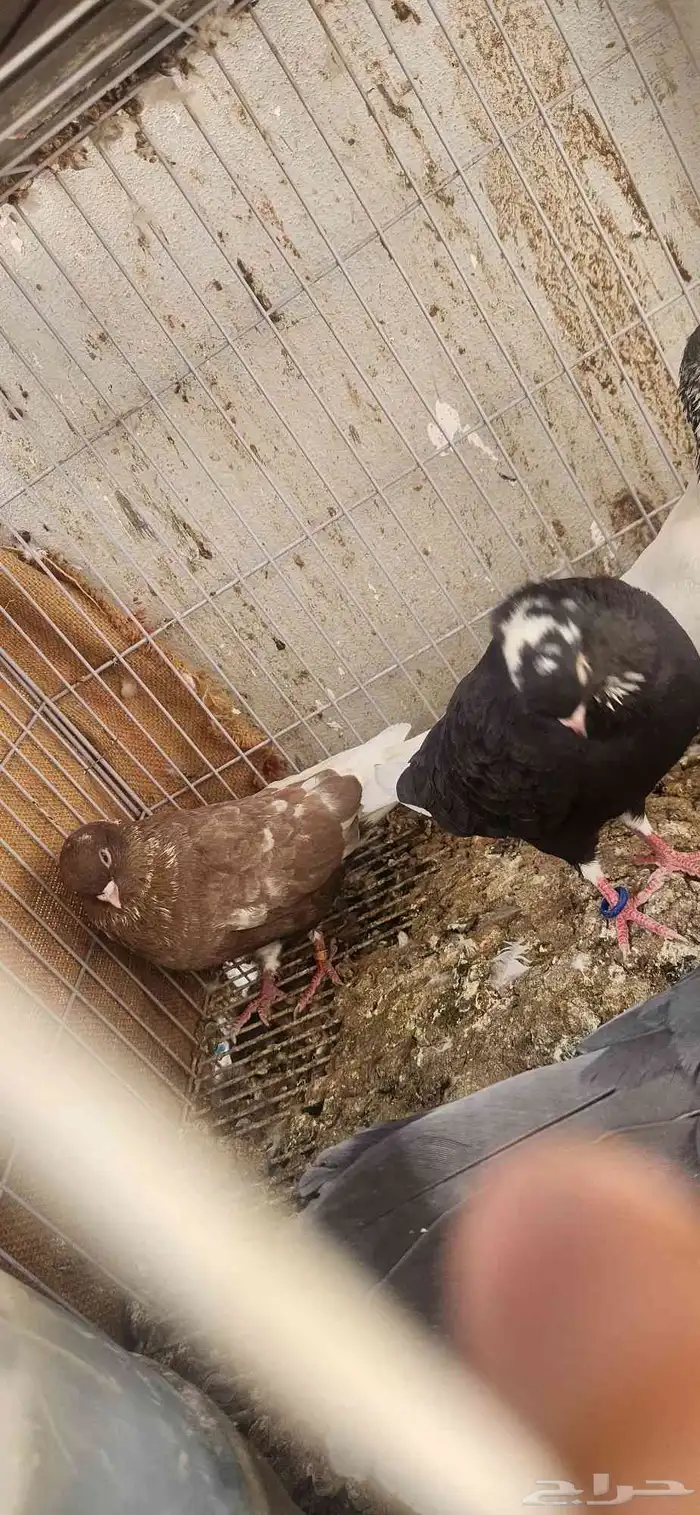 جوز حمام قطيفي ولايف وفيه كم حبه باكستاني 2