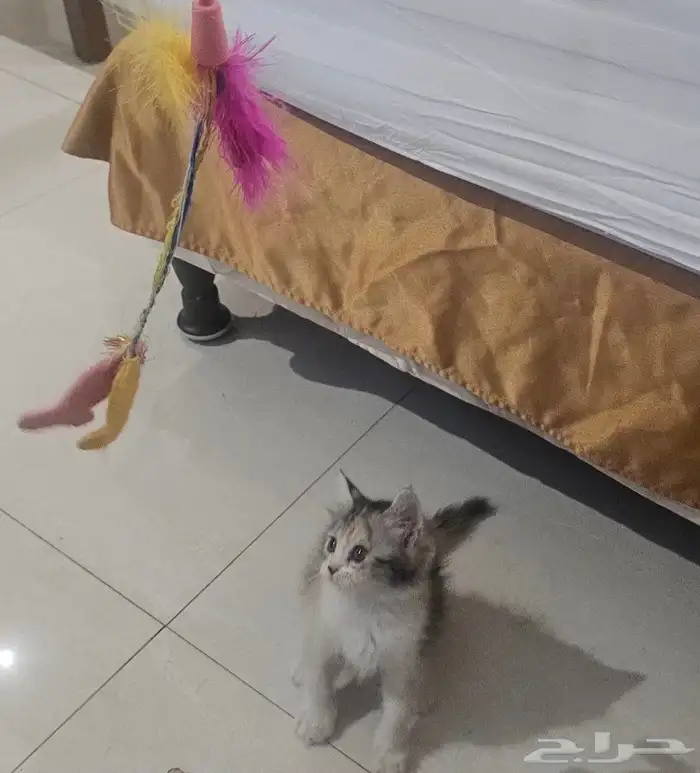 للتبني 0