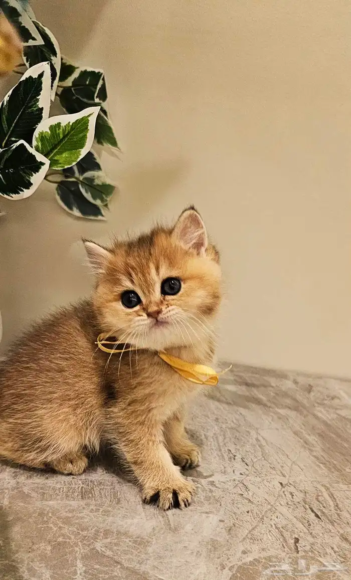 كتن سكوتش بيور للبيع 3