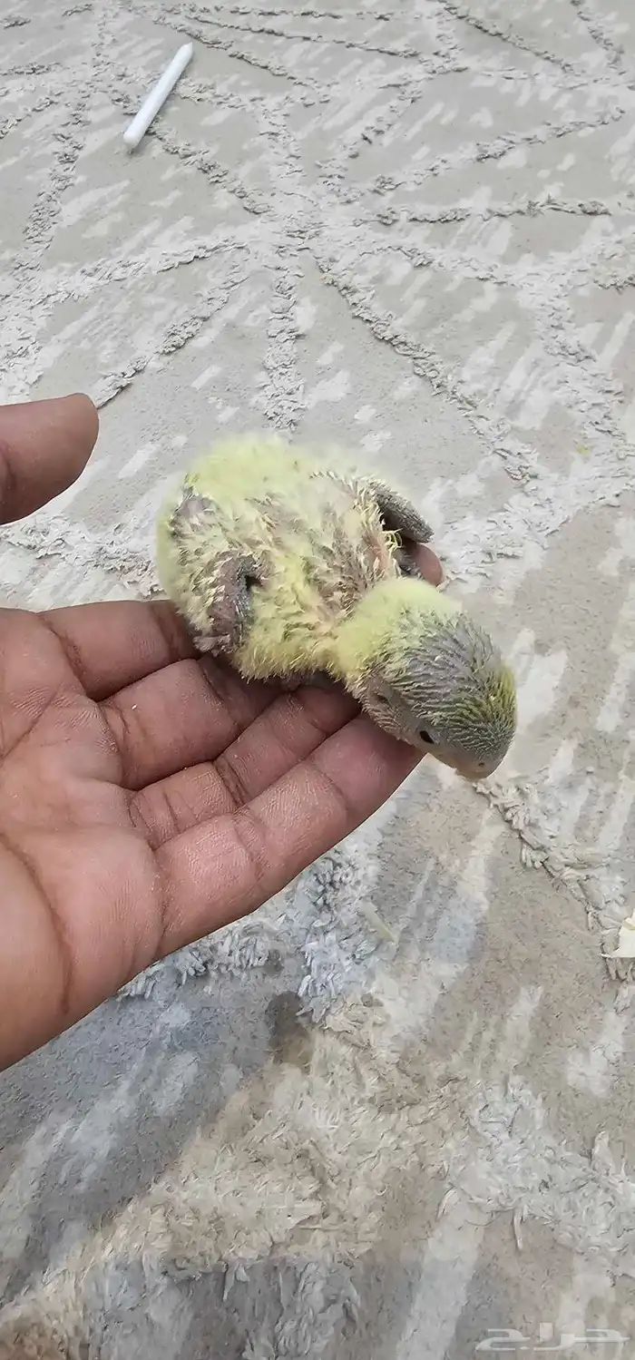 فروخ روز 0