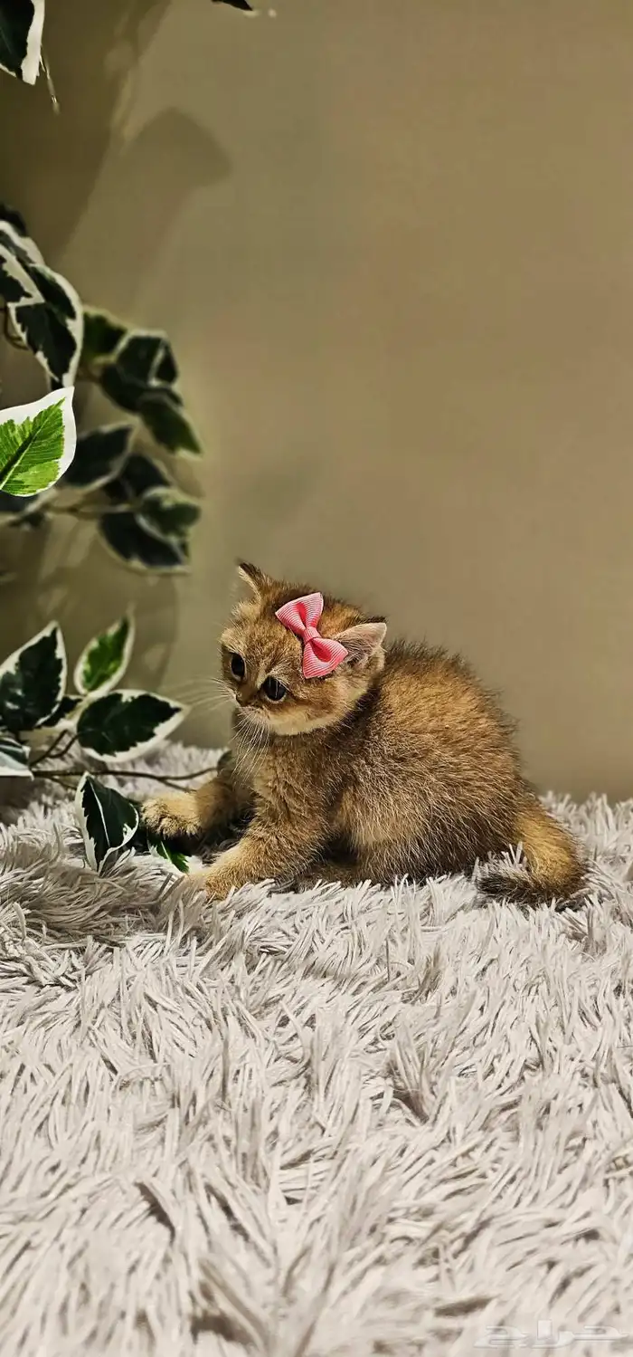 كتن سكوتش بيور للبيع 1