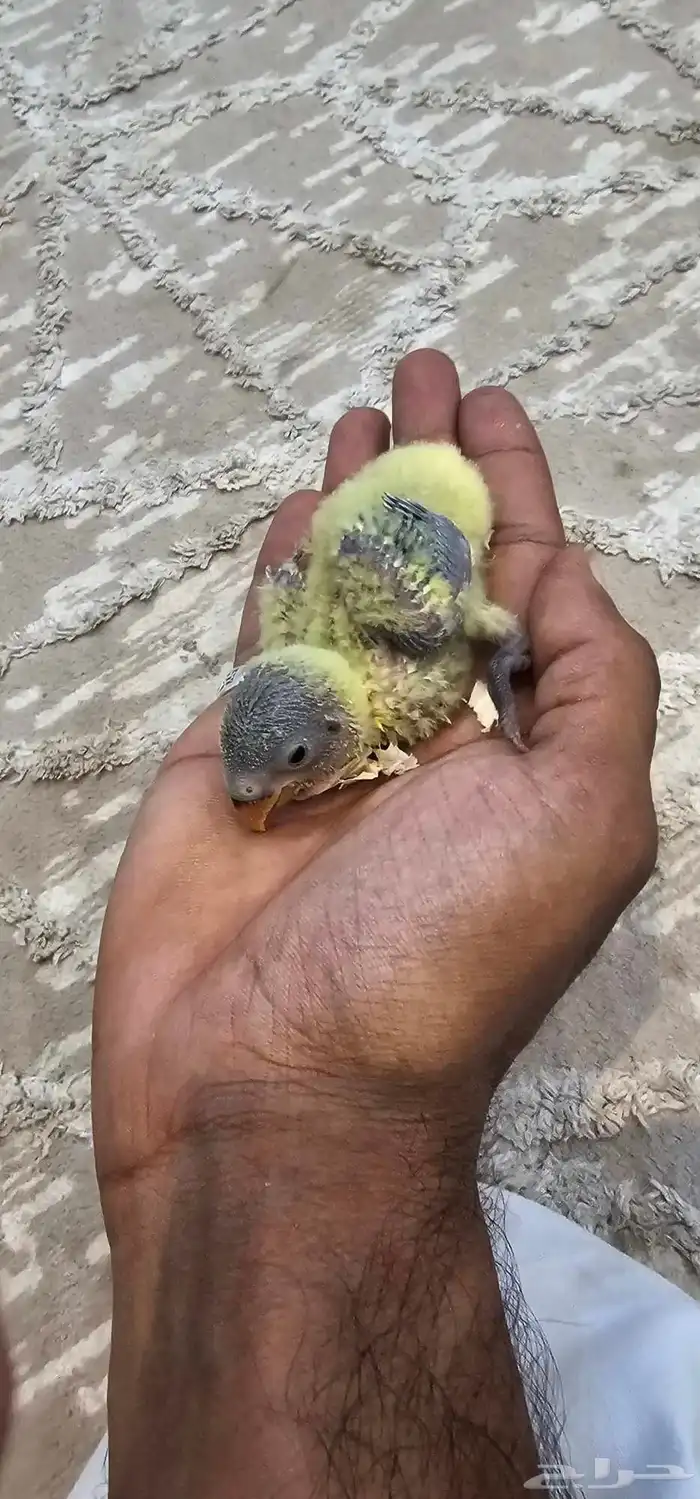 فروخ روز 2
