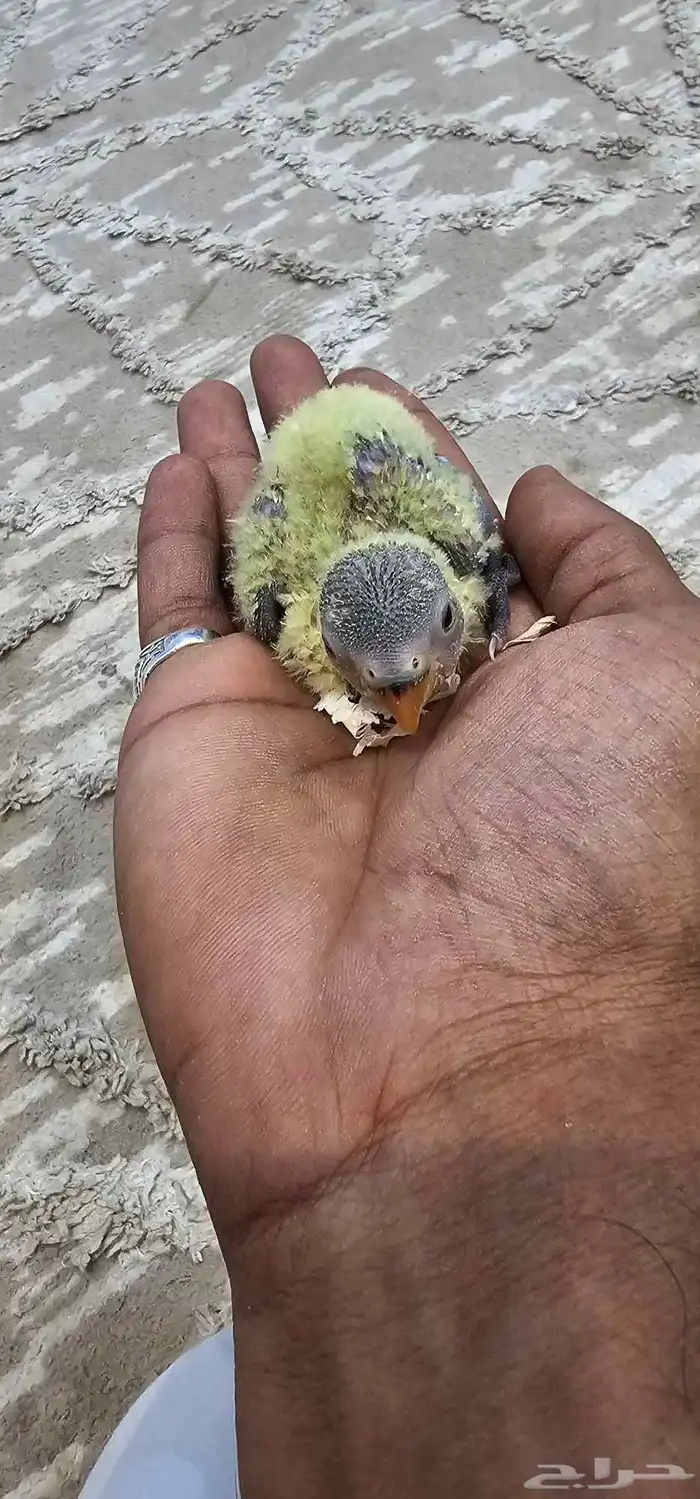 فروخ روز 1