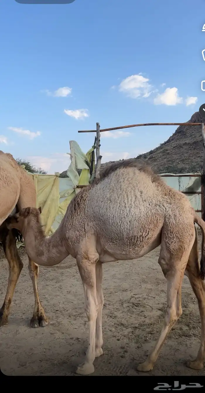 بكره شحم 1