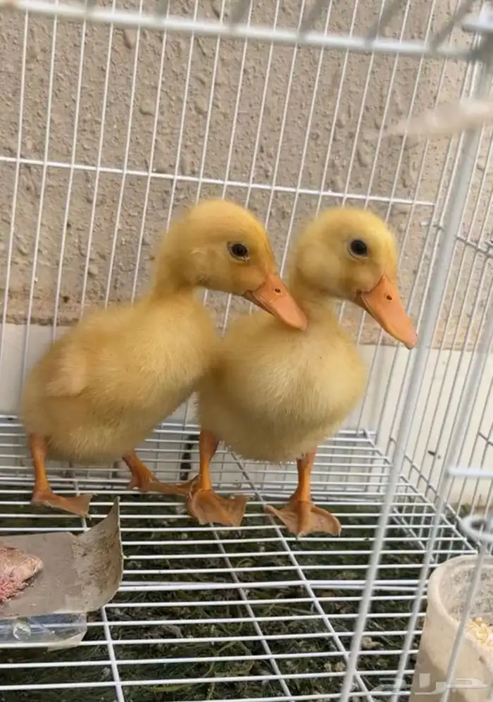 صوص بط للبيع 2