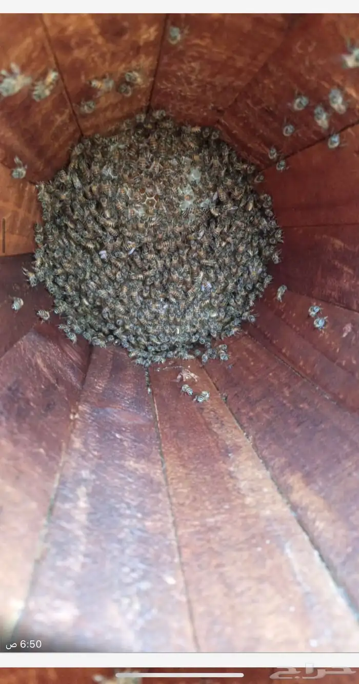 نحل للبيع جاهز للسدره 0