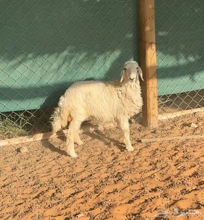 رخل حريه للبيع 1