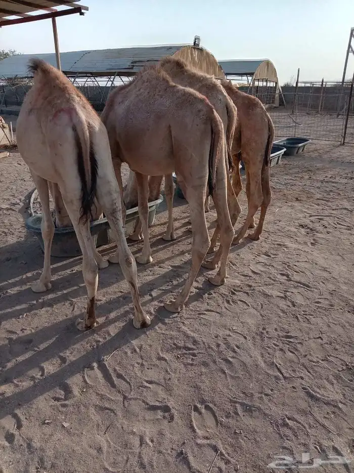 اللي يدور على انضف واطيب القعدان الصومالية المضمونة 1