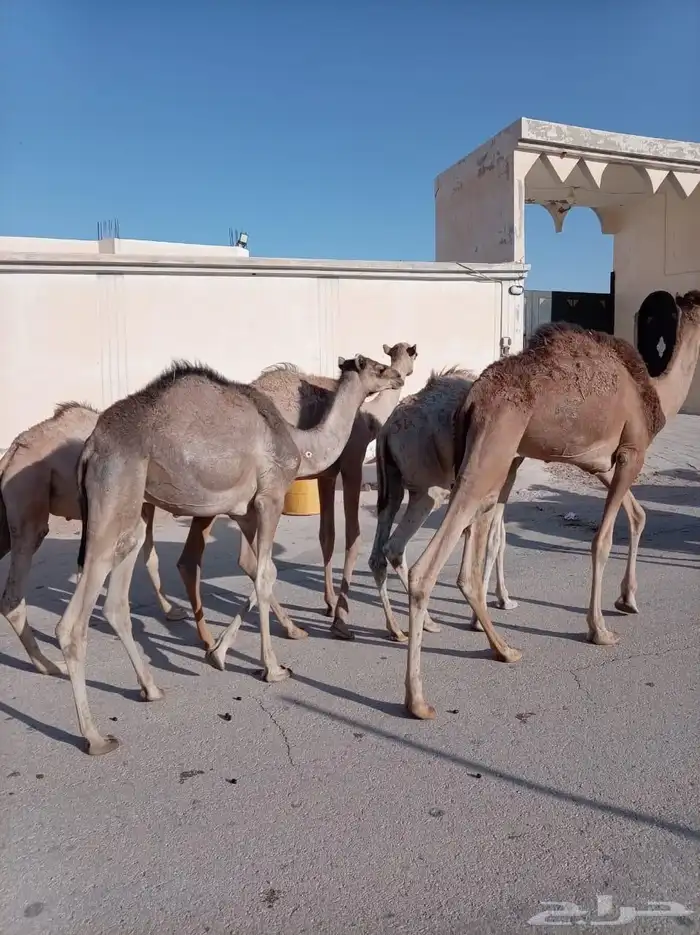 قعدان صومالية مفاريد جملة وتفريد 3
