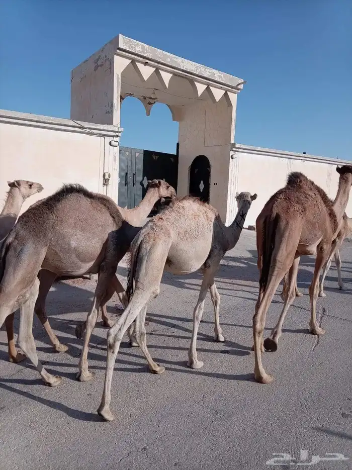 قعدان صومالية مفاريد جملة وتفريد 2