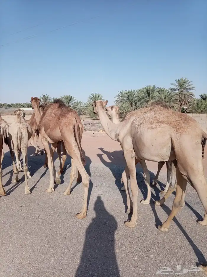 قعدان جديده للتربيه ممتازه إعداد جمله 2