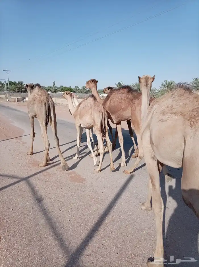 قعدان صومالية مفاريد بأسعار ممتازة 2