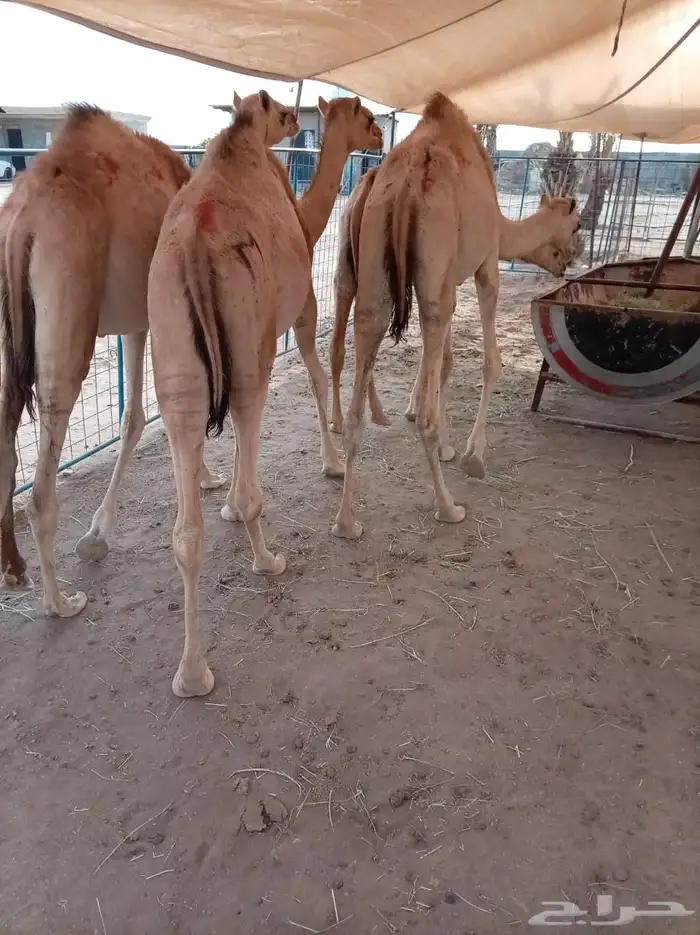 قعدان جديده للتربيه ممتازه إعداد جمله 1