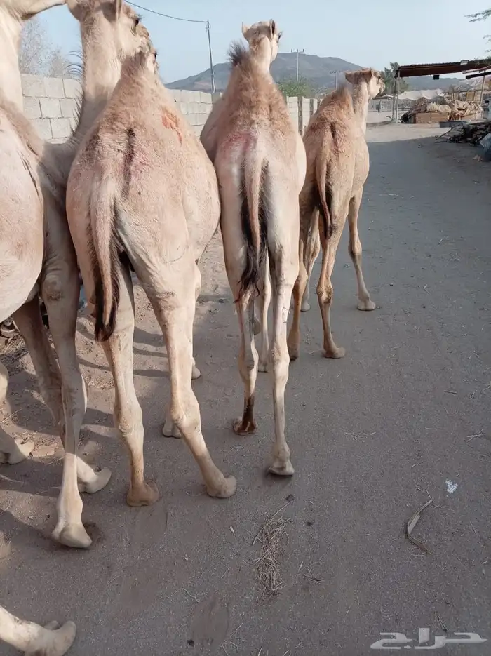 قعدان جديده للتربيه ممتازه إعداد جمله 0