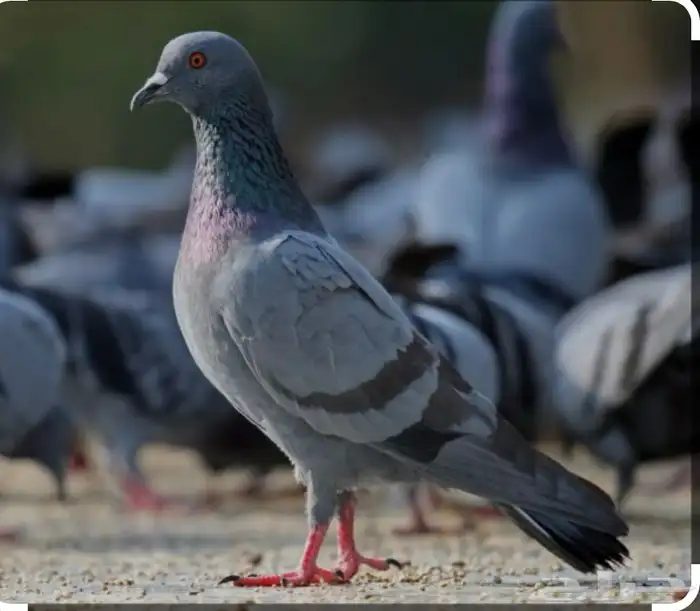 للبيع حمام 0