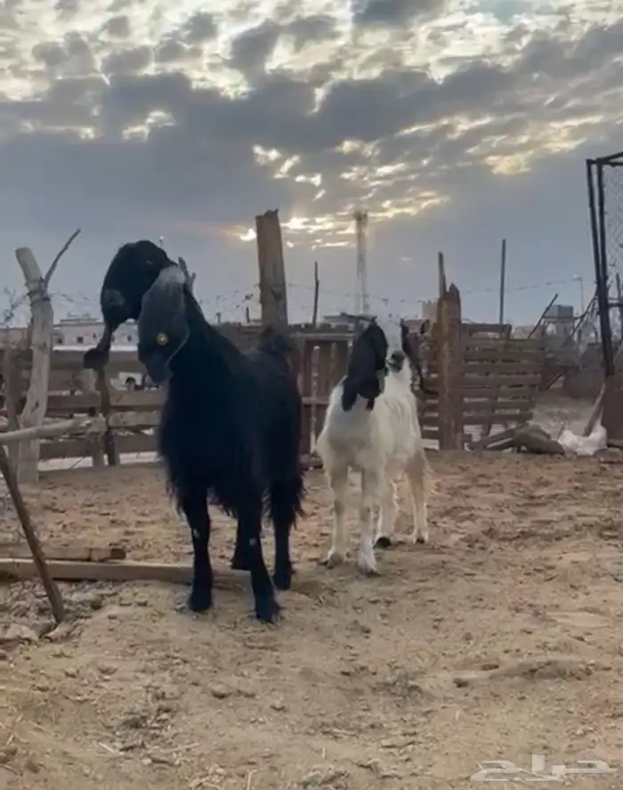 عنزين دفيع وتيس ثني 7