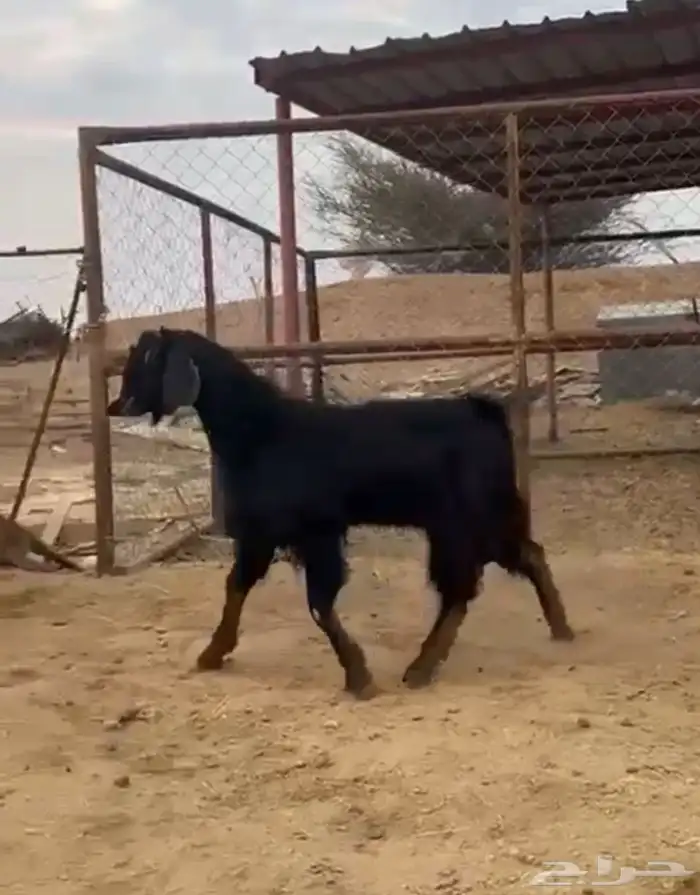 عنزين دفيع وتيس ثني 11
