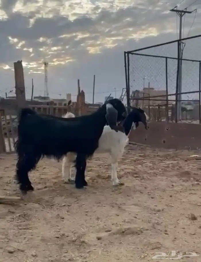 عنزين دفيع وتيس ثني 5
