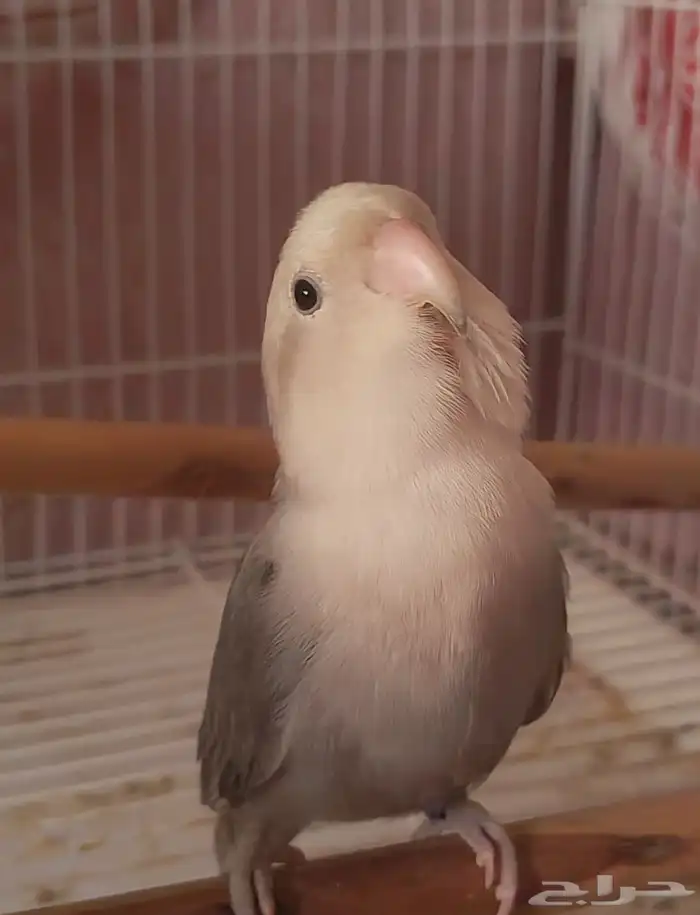 زوج روز منتج 2