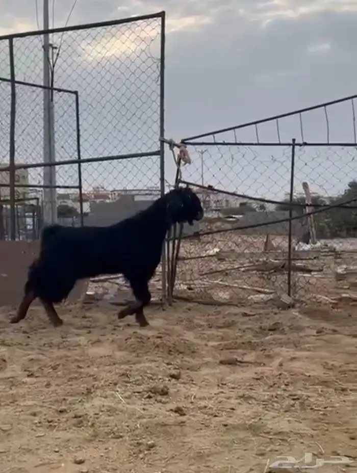عنزين دفيع وتيس ثني 14