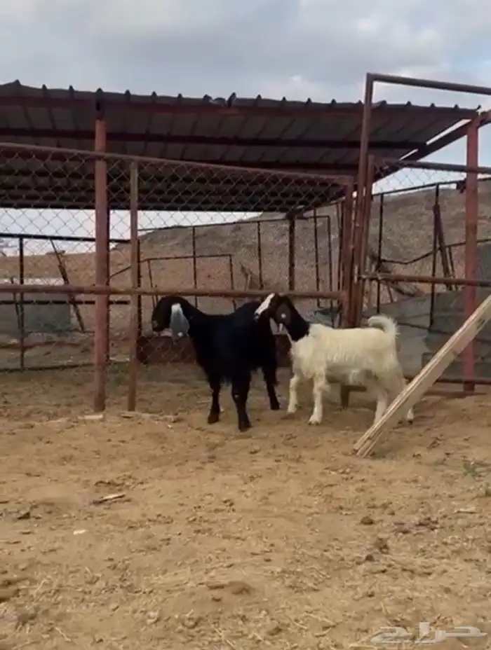 عنزين دفيع وتيس ثني 2