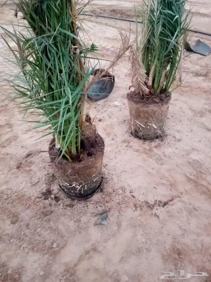 نخل للبيع جميع الانواع 6