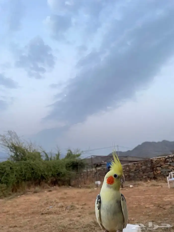 طيور كروان الذكر يتكلم ويغني ويرقص الانثى غير منتجه الطيور 0