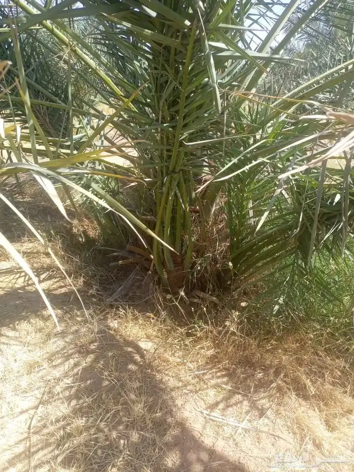 يوجد فروخ سكري طيبه جدا  ونظيفه وحاجه مضمونه 2