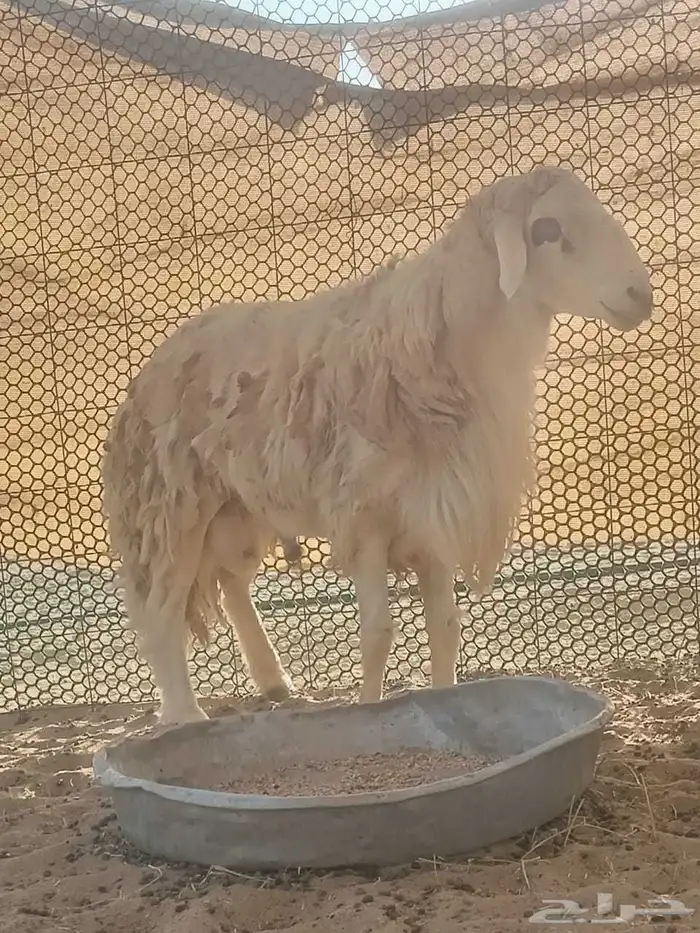 طلي فحل حري مشروط 1